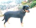 $250 REWARD Lost black and tan female dog at PetSmart in Upland (Upland)