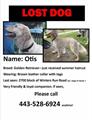 Lost Golden Retriever (Winters Run Road between Singer & Rt 7)
