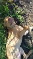 LOST PIT BULL JACK FROM NORTHLAKE, IL