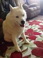 FOUND white female husky (Kokomo )
