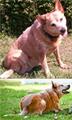 LOST Australian Cattle Dog/Red Heeler $1000 Reward (long beach)