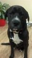 LOST DOG  REWARD (Pensacola)