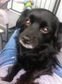 LOST DOG, $500 REWARD (SFV)