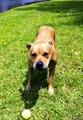 Missing LOST female Pitbull (Tan   Golden) (Folsom)