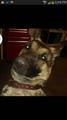 Lost dog reward if found help (sf)