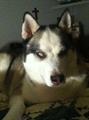 REWARD $100 Lost blind husky male (cockrum & 305 area)