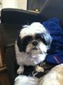 REWARD Lost Dog Small Black and White Male Shihtzu (sacramento ca)