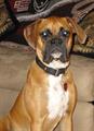 Missing Female Boxer!