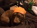 Lost redose pitbull reward if found (Kalamazoo)