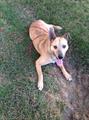 Lost Husky/Shepard Mix   Nash! (Old Squaw Loop, Wasilla, AK)