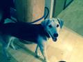 Found Dog (Fairbanks)