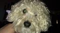 Reward 500.00 MALE YORKIE POO (14600 N ROCKWELL AVE)