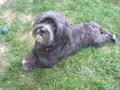 REWARD! Lost Dog (Archer & Lawndale) (Chicago)