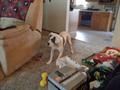 REWARD   Lost Dog (Westside Cols)