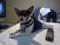 lost are family dog huron,berlin rd (huron,oh)