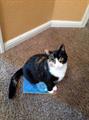 LOST   Large Female Calico Cat (North Highlands Neighborhood)