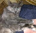 ***LOST GRAY CAT Minnetonka*** (Minnetonka)