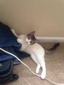 ***MISSING CAT IN REDONDO BEACH/SOUTH BAY***