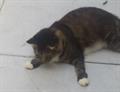 Tabby Kitty