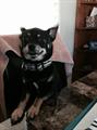 REWARD: Lost Chihuahua (Blasdell/Lackawanna)