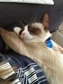 LOST SIAMESE CAT, 300$ REWARD!! (Hamilton)