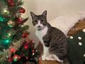 Female tabby white cat