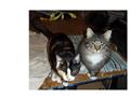 Lost Cat Reward $50.00 (Bella Vista)