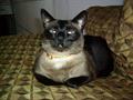 LOST CAT $300.00 REWARD (lacey)