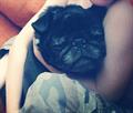 LOST PUG   BLACK (32nd & King Avene Billings MT)
