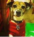 LOST DOG   JACK RUSSELL TERRIER   $50 REWARD