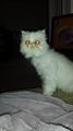 Lost Cat   All white Persian   REWARD (Battle Creek)