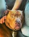 STILL MISSING: $200.00 REWARD FOR FRIENDLY FAMILY PITBULL