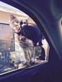 Lost Black Cat MISSING RIGHT EAR TIP!!!