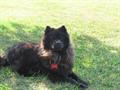 Lost Black Chow Chow (Allen/Adams County Line)