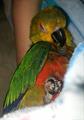 Lost bird  Jenday Conure (Roslyn)