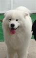 male dog