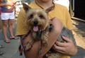 Lost Yorkie
