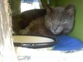 still lost little gray female cat with missing ear tip (The Commons in Middle River)
