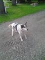 FOUND BLACK N WHITE Male DOG IN GROVERTOWN (GROVERTOWN)