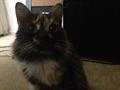 Lost calico cat $500 reward (Studio city )