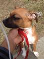 Lost boxer mix(reward) (south toledo)