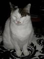 Lost Cat Help Me Find Him BIG REWARD!! (Alexandria Kingstowne)