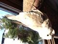 Parrot / Cocketiel 