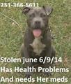 Stolen Blue Pit Puppy (D.I.P)