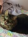 Lost cat montrose~100.00 reward (Montrose)