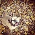Missing/Lost English Bulldog