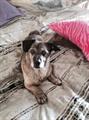 LOST / STOLEN DOG REWARD MONTICELLO