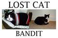 REWARD!!!!! LOST CAT (Norman, OK)