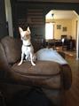 LOST CHIHUAHUA NAMED TACO (STATE STREETS)
