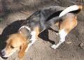 LOST DOG BEAGLE